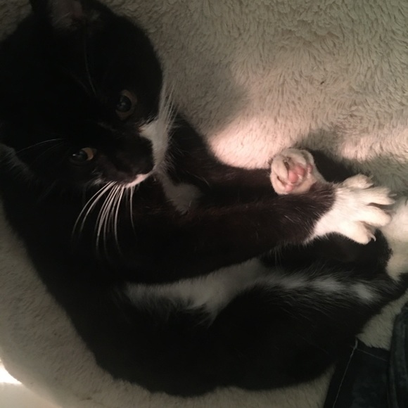 Meet your Posher, Stephanie - Picture 2 of 3